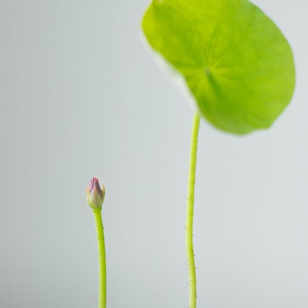 Symbol of a lotus flower representing mindfulness and philosophy.